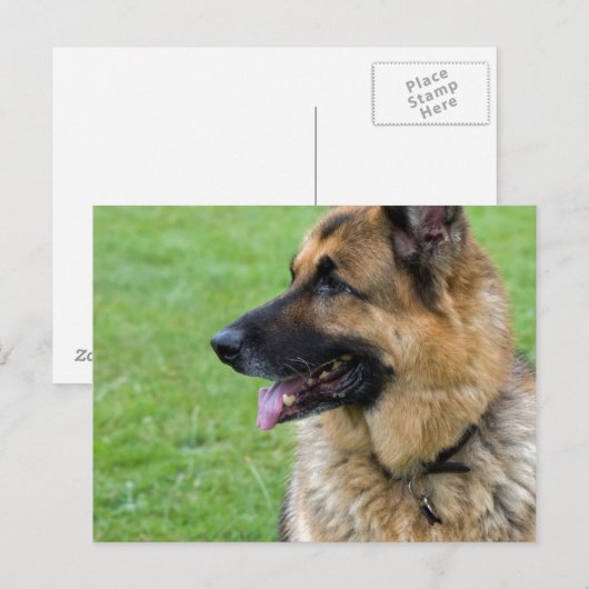 Deutsches Schäferprofil Postkarte (Vorne/Hinten)
