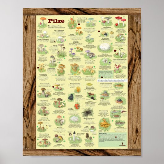 " Deutschland: 2020 - Das große PILZe Bestimmungs- Poster (Vorne)