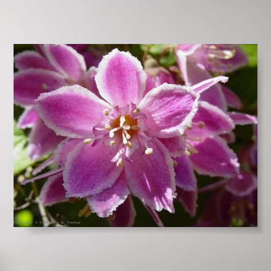Deutzia Poster (Vorne)