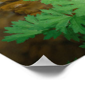 Devils Club am Fluss Rainier Poster (Ecke)