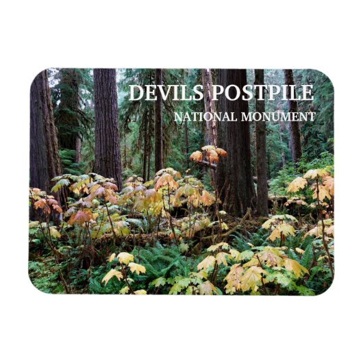 Devil's Club, Devils Postpile National Monument Magnet (Horizontal)