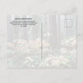 Devil's Club, Devils Postpile National Monument Postkarte (Rückseite)