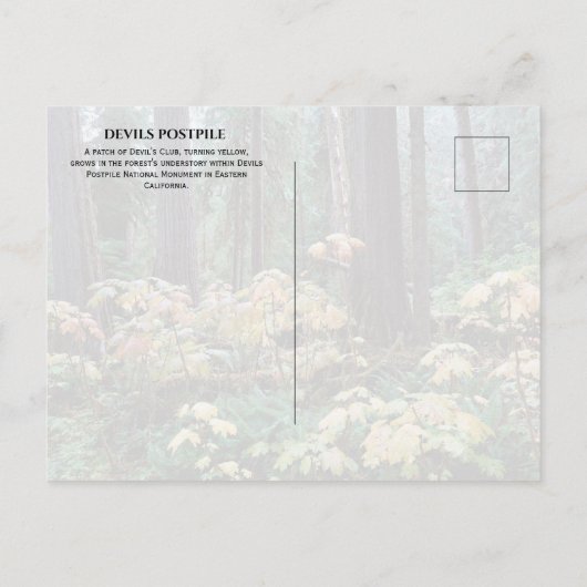 Devil's Club, Devils Postpile National Monument Postkarte (Rückseite)