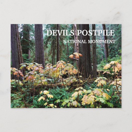 Devil's Club, Devils Postpile National Monument Postkarte (Vorderseite)
