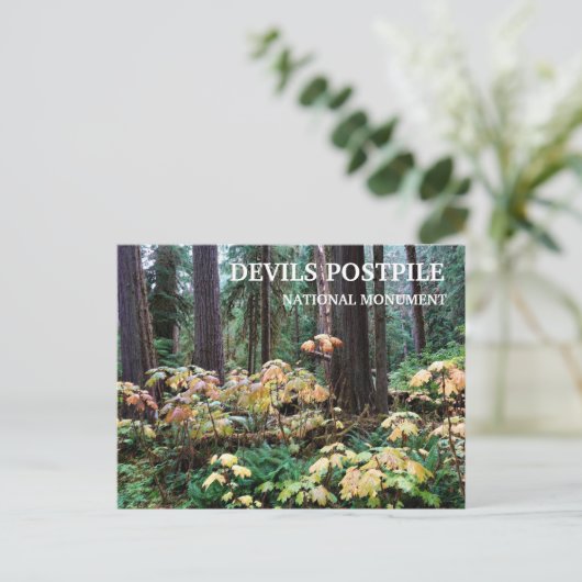 Devil's Club, Devils Postpile National Monument Postkarte (Stehend Vorderseite)