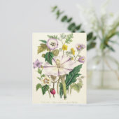 Devil's Trumpet, Teller 46 von "The Ladys" Postkarte (Stehend Vorderseite)