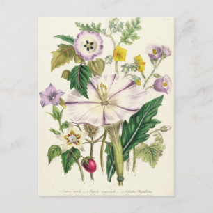 Devil's Trumpet, Teller 46 von "The Ladys" Postkarte