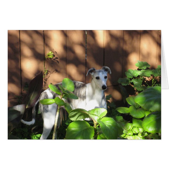 Devo Whippet (Vorderseite (Horizontal))