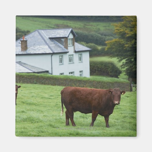 Devon, England Magnet (Vorne)