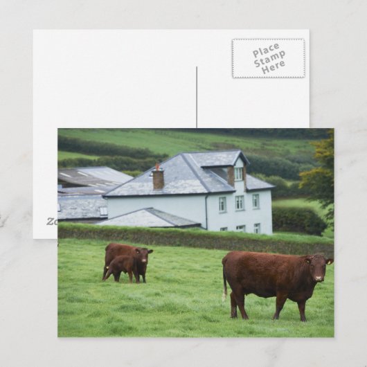 Devon, England Postkarte (Vorne/Hinten)