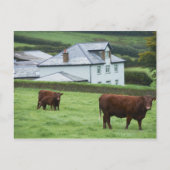 Devon, England Postkarte (Vorderseite)