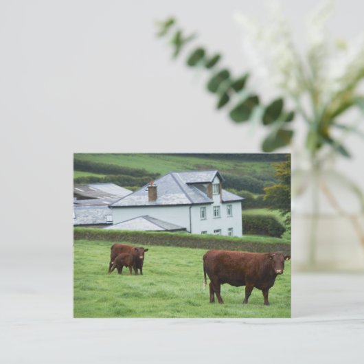 Devon, England Postkarte (Stehend Vorderseite)