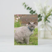 Devon Rex Hauskatze im Garten Postkarte (Stehend Vorderseite)