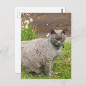 Devon Rex Hauskatze im Garten Postkarte (Vorne/Hinten)