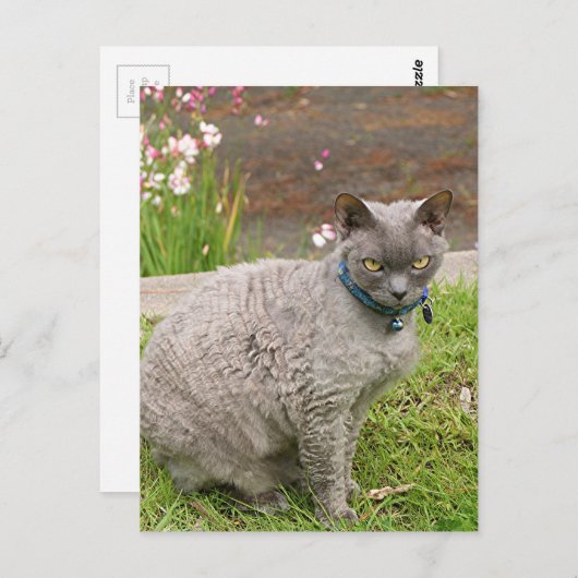 Devon Rex Hauskatze im Garten Postkarte (Vorne/Hinten)