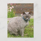 Devon Rex Hauskatze im Garten Postkarte (Vorderseite)