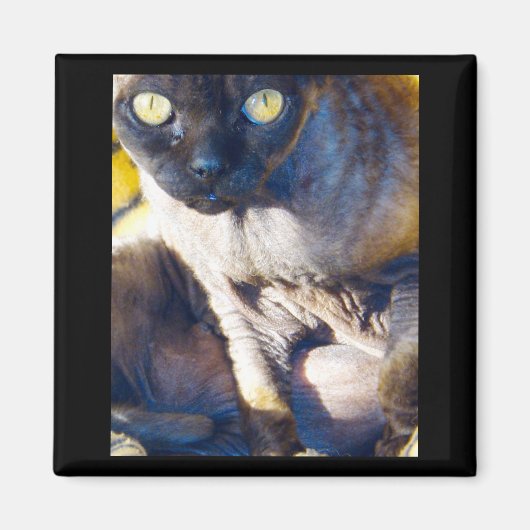 Devon Rex Kühlschrankmagnet (Vorne)