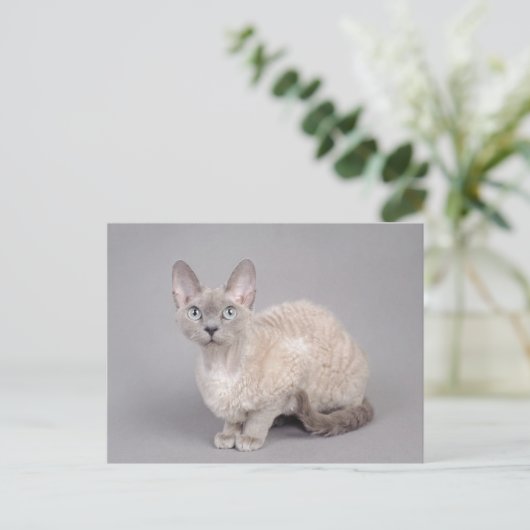 Devon rex postkarte (Stehend Vorderseite)