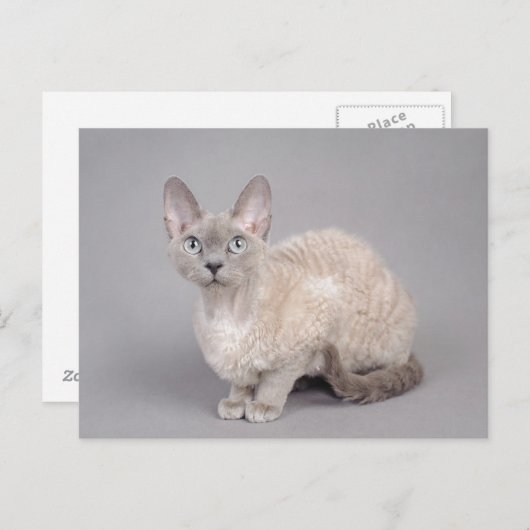 Devon rex postkarte (Vorne/Hinten)