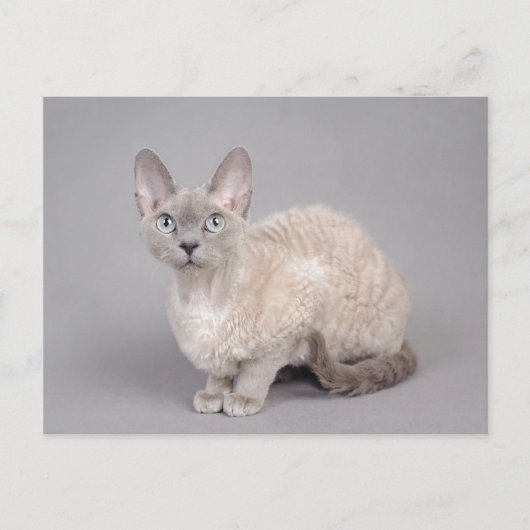 Devon rex postkarte (Vorderseite)
