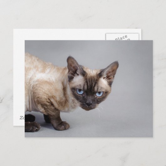 Devon rex postkarte (Vorne/Hinten)