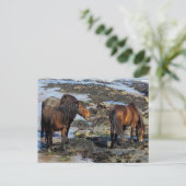 Devon Three Dartmoor Ponies Enjoying Beach Postkarte (Stehend Vorderseite)