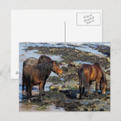 Devon Three Dartmoor Ponies Enjoying Beach Postkarte (Vorne/Hinten)