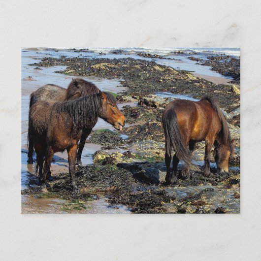 Devon Three Dartmoor Ponies Enjoying Beach Postkarte (Vorderseite)