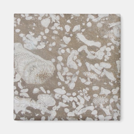Devonian Fossil Brown & White Magnet (Vorne)
