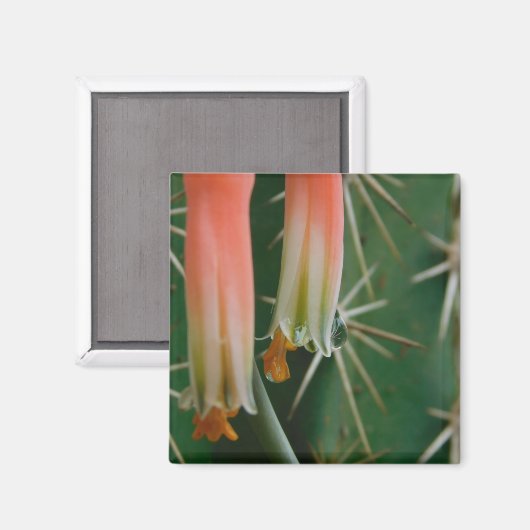 Dew auf Aloe Bloom Magnet (Vorderseite/Rückseite)