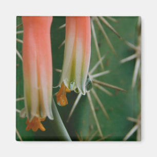 Dew auf Aloe Bloom Magnet
