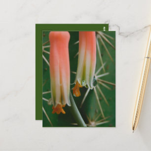 Dew auf Aloe Bloom Postkarte