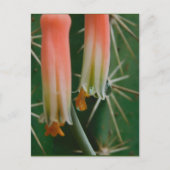Dew auf Aloe Bloom Postkarte (Vorderseite)