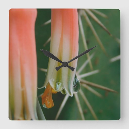 Dew auf Aloe Bloom Quadratische Wanduhr (Vorderseite)