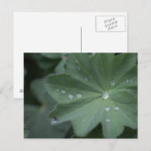 Dew auf einem Blatt Postkarte (Vorne/Hinten)