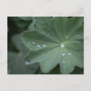 Dew auf einem Blatt Postkarte