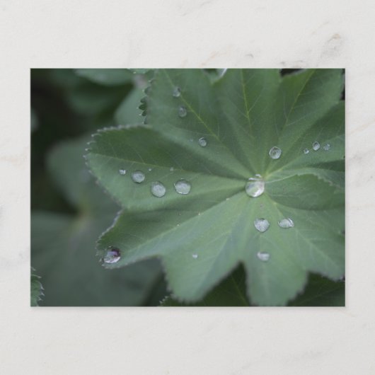 Dew auf einem Blatt Postkarte (Vorderseite)