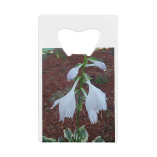 Dew auf einem Sun Hosta Bloom Geldbeutel Flaschenöffner