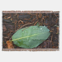 Dew Dappled Leaf