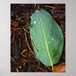 Dew Dappled Leaf Poster