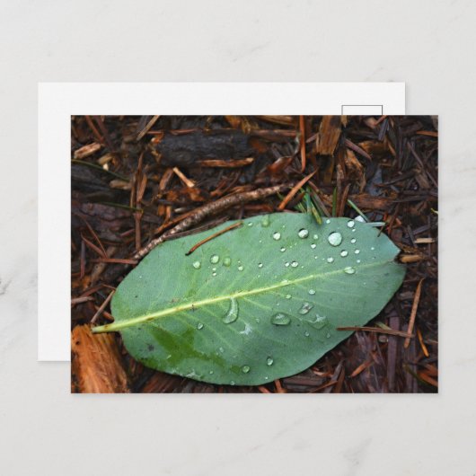 Dew Dappled Leaf Postkarte (Vorne/Hinten)
