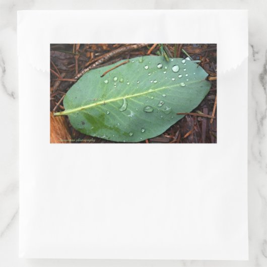 Dew Dappled Leaf Rechteckiger Aufkleber (Tasche)