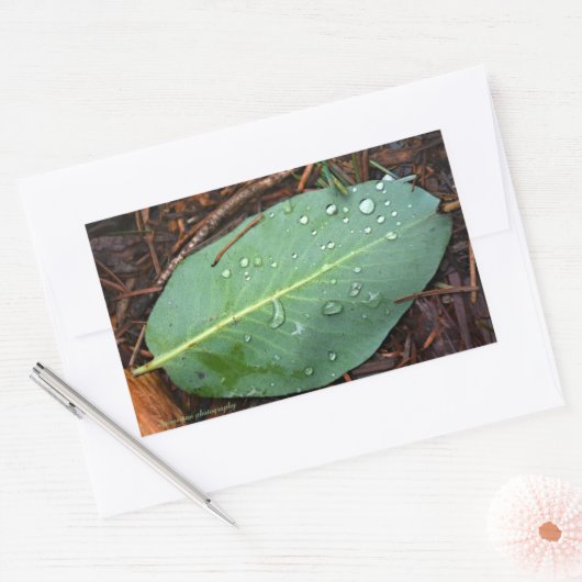 Dew Dappled Leaf Rechteckiger Aufkleber (Umschlag)