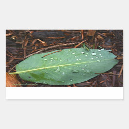 Dew Dappled Leaf Rechteckiger Aufkleber