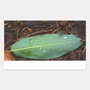 Dew Dappled Leaf Rechteckiger Aufkleber