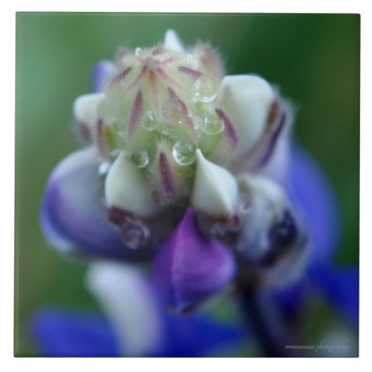 Dew Dappled Lupine Fliese (Vorderseite)