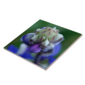 Dew Dappled Lupine Fliese (Seite)