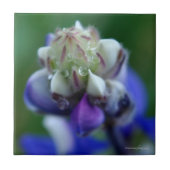 Dew Dappled Lupine Fliese (Vorderseite)