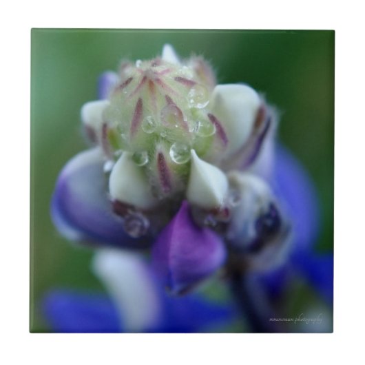 Dew Dappled Lupine Fliese (Vorderseite)