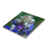 Dew Dappled Lupine Fliese (Seite)